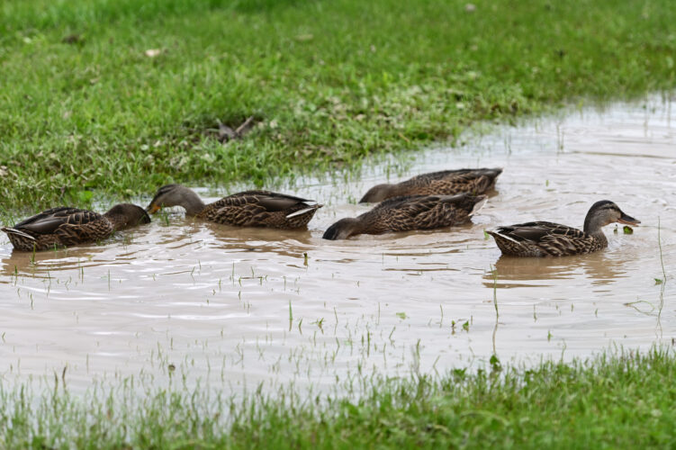 Blair County issues disaster declaration for Tyrone Borough, Snyder Township after flooding
